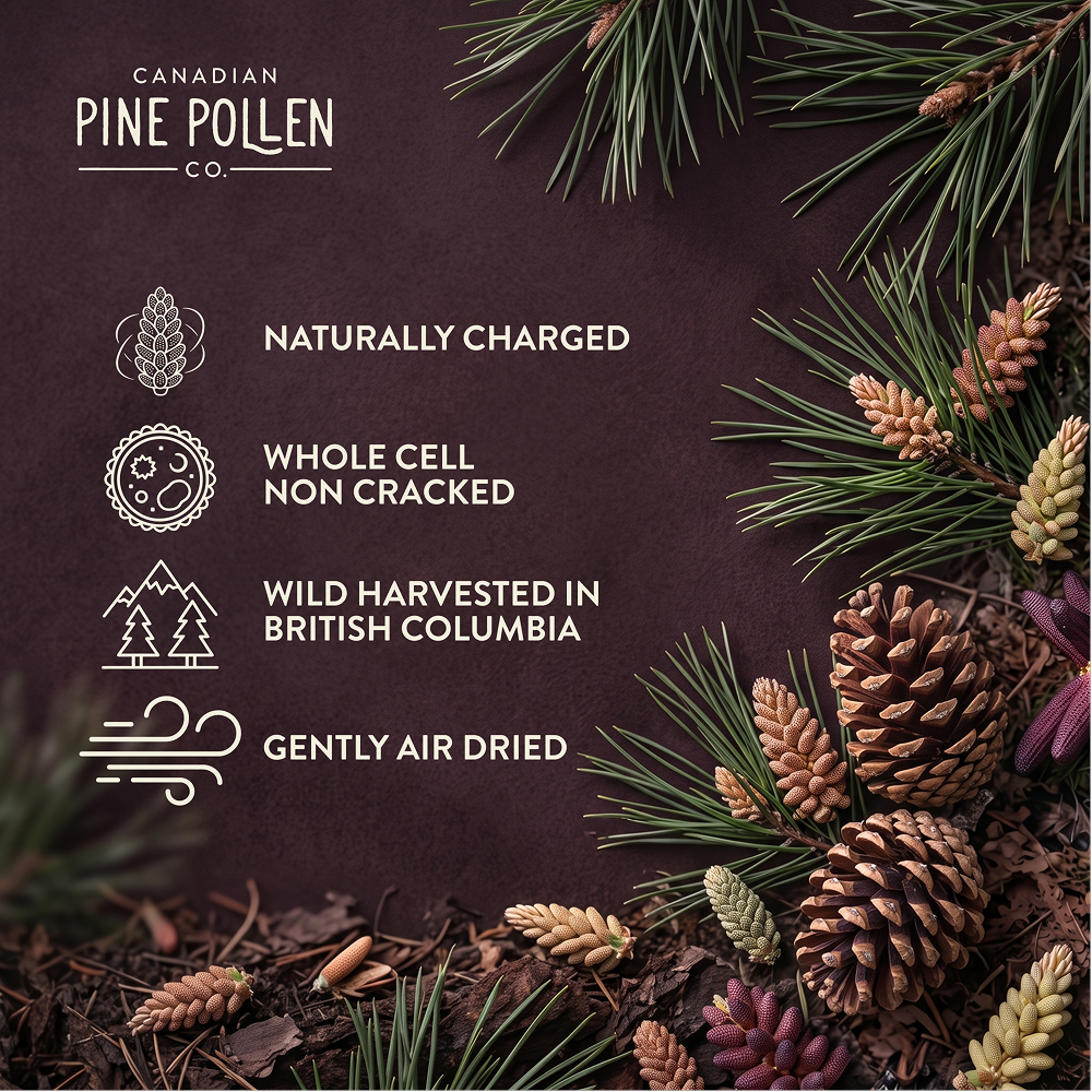 Wild Ponderosa Pine Pollen Tincture Certified Organic