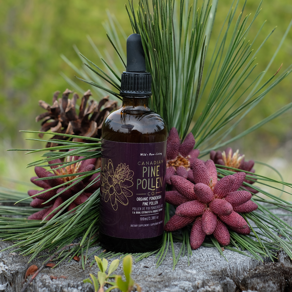 Wild Ponderosa Pine Pollen Tincture Certified Organic
