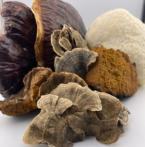 Five mushrooms Tincture Chaga cordyceps turkey tail lion's mane reishi