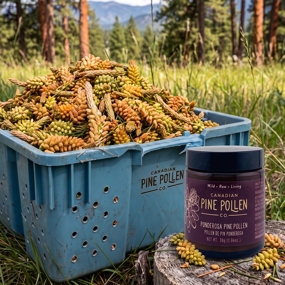Wild Ponderosa Pine Pollen Organic Certified  - Powder