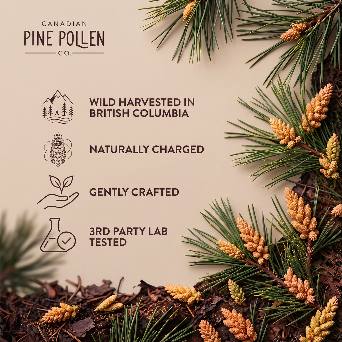 Pine Needle Tincture and Spruce Tip Tincture- Evergreen C