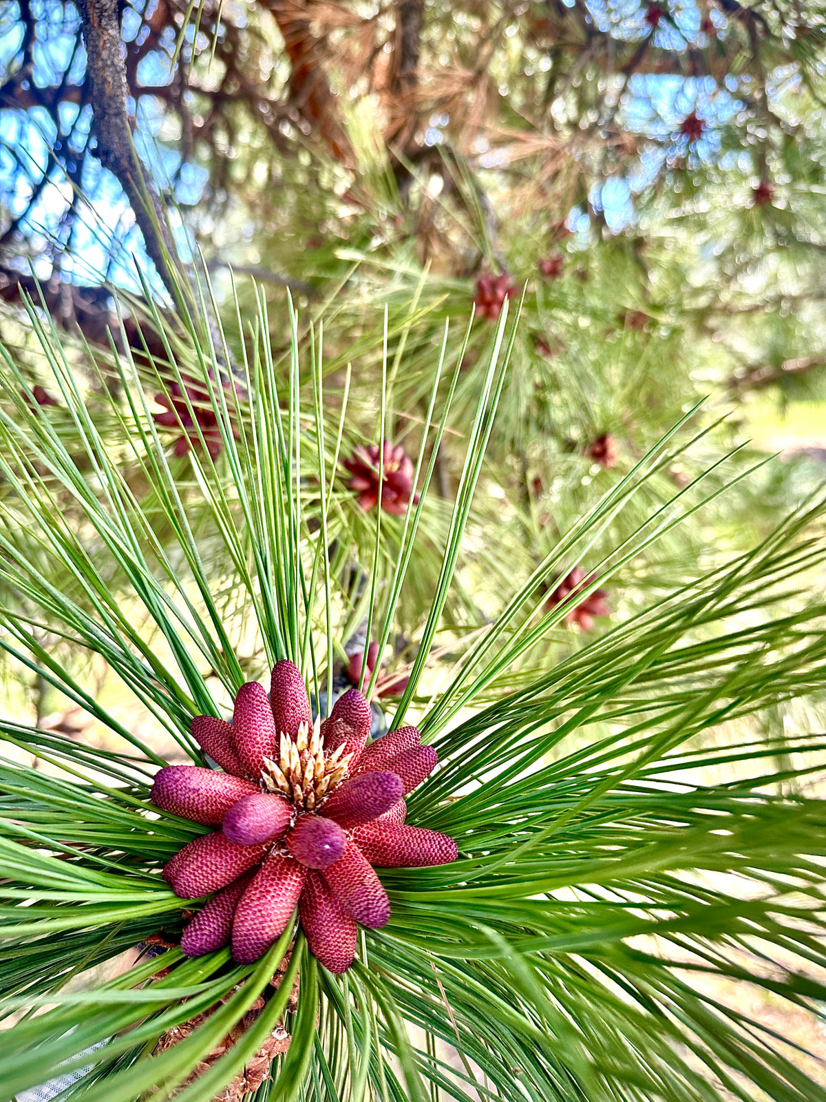 High Potency Pine Pollen Duo| 250mg Pine Pollen Per 2 ML Tincture