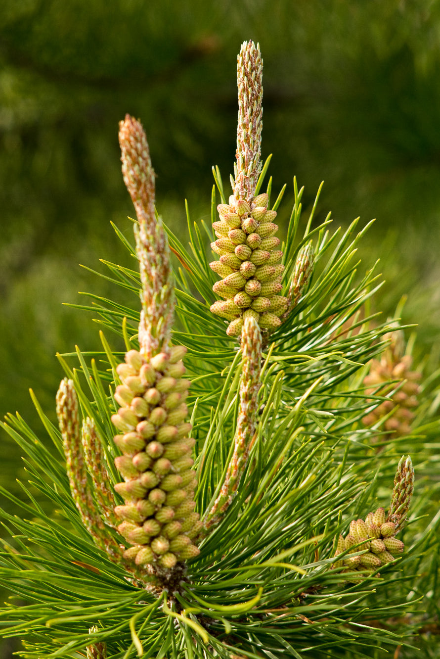 pine-pollen-tincture - Canadian Pine Pollen Company