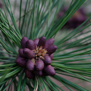 Pine pollen buds red ponderosa close up