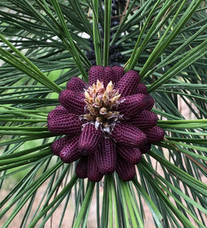 Ponderosa Pine Pollen buds