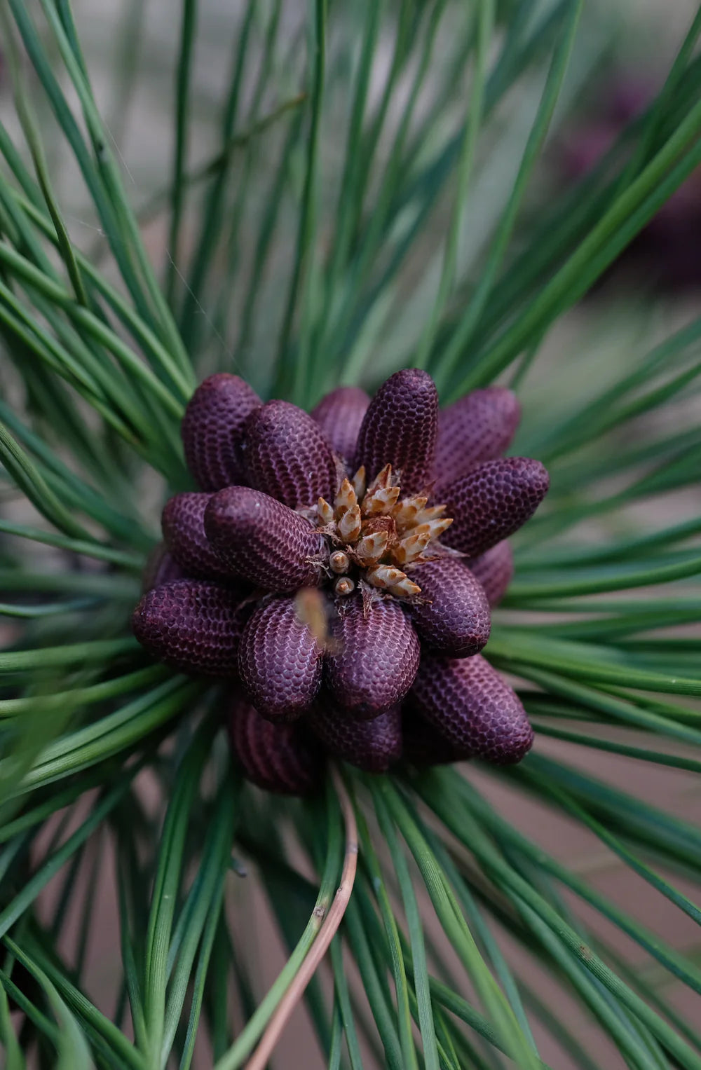 Homegrown Superfood – Wildcrafted Pine Pollen