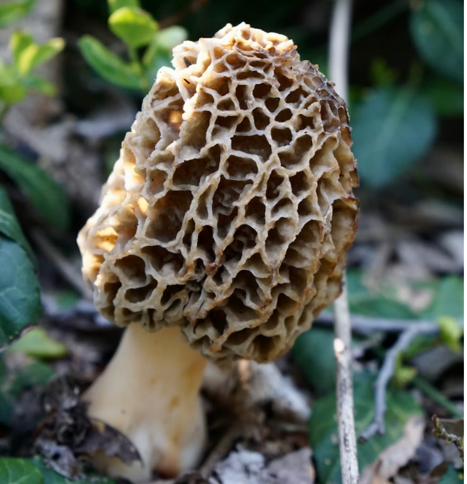 Champignons morilles (60 grammes/4,25 oz) - Premium Petite Grade