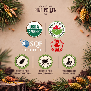 Pine Needle Tincture and Spruce Tip Tincture- Evergreen C