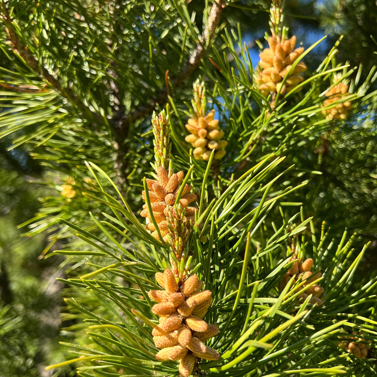 Pine pollen lodgepole buds yellow nature