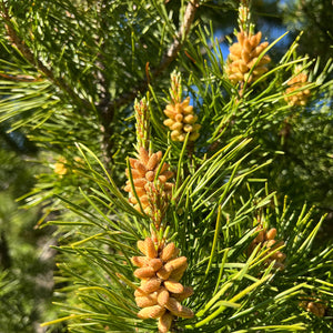 Pine pollen lodgepole buds yellow nature