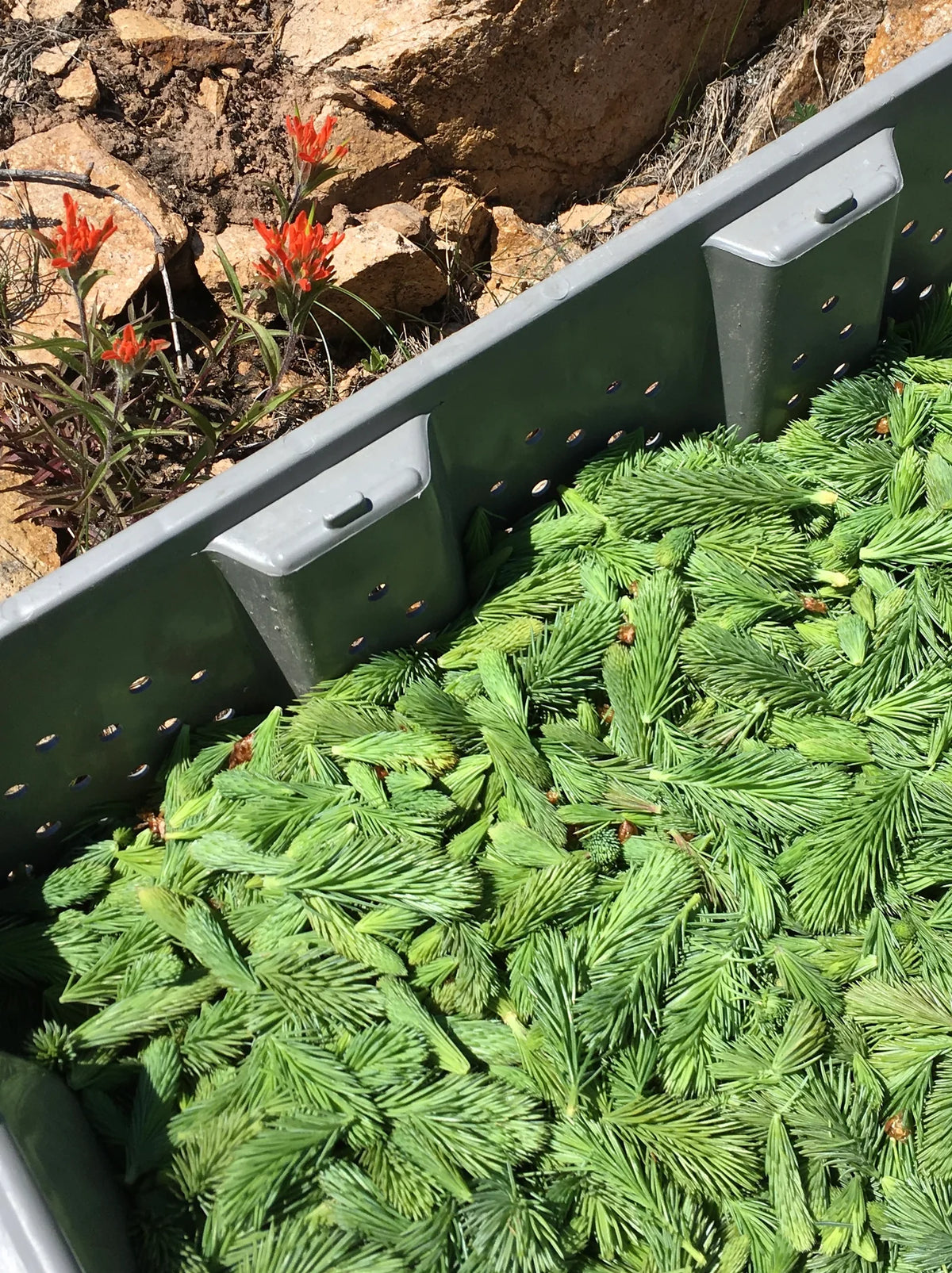 Premium Freeze Dried Spruce Tips - (28g-1 oz.)