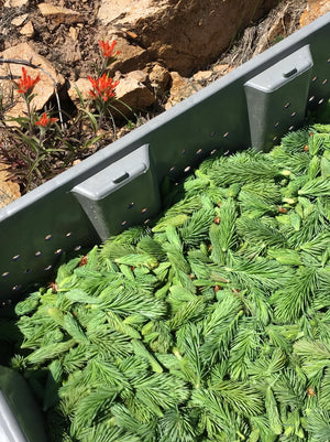 Premium Freeze Dried Spruce Tips - (28g-1 oz.)