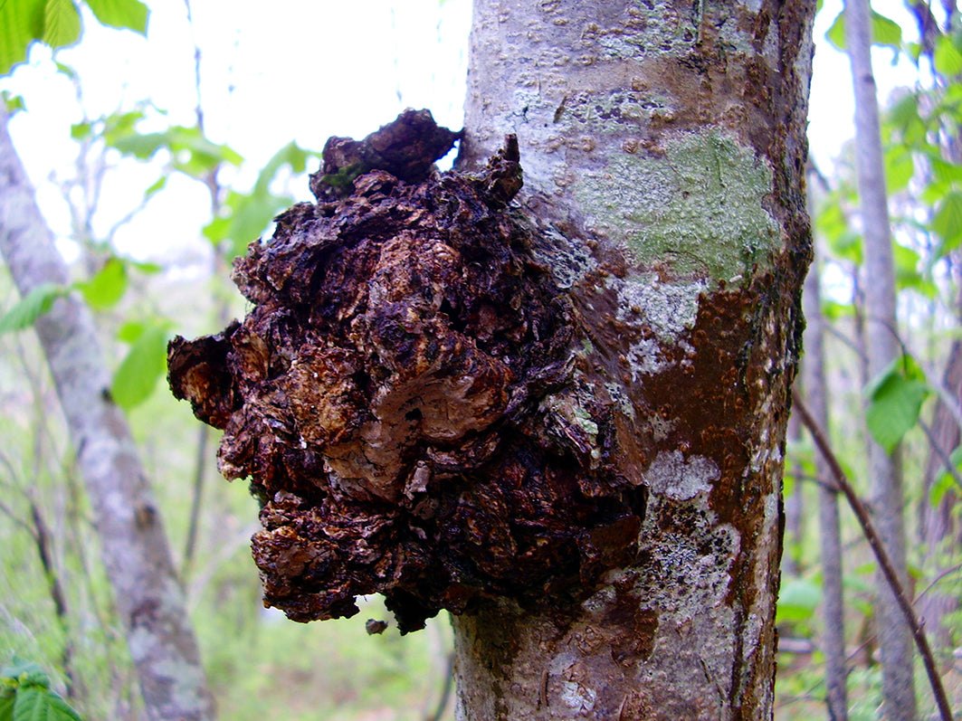 Chaga Mushroom growing on a birch tree