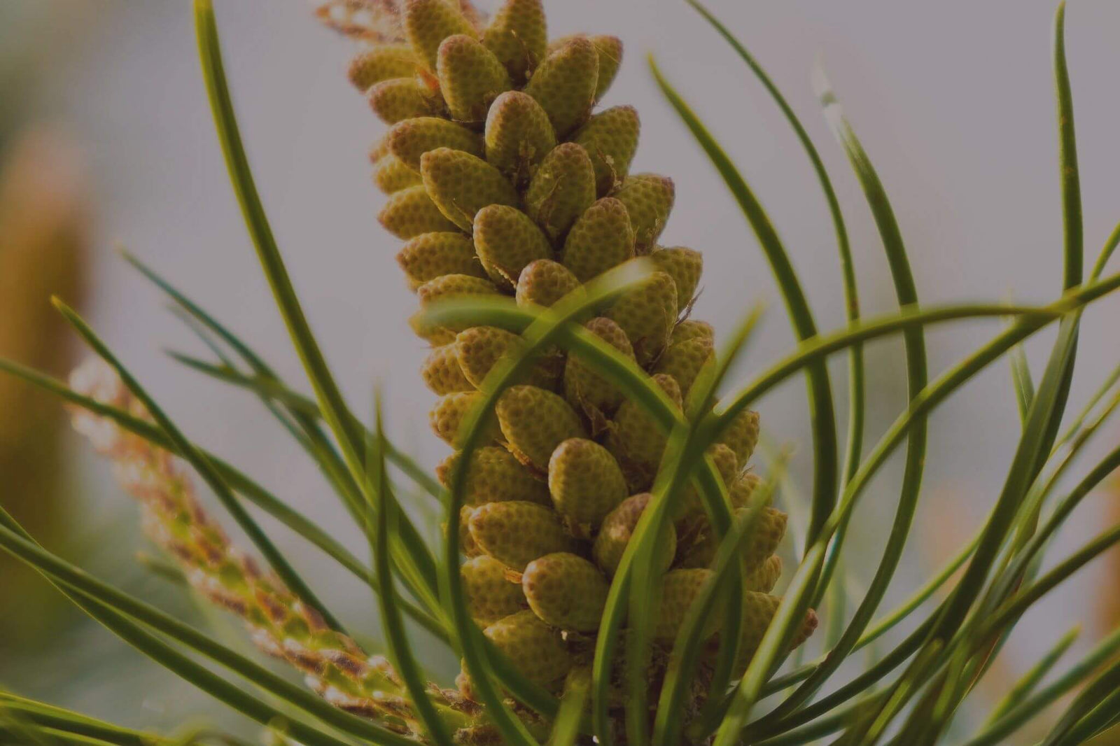 Pine Pollen and Pine Pollen Tinctures for Sale
