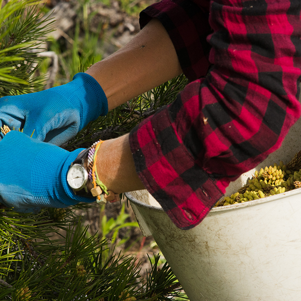 Wild Certified Organic Harvest 