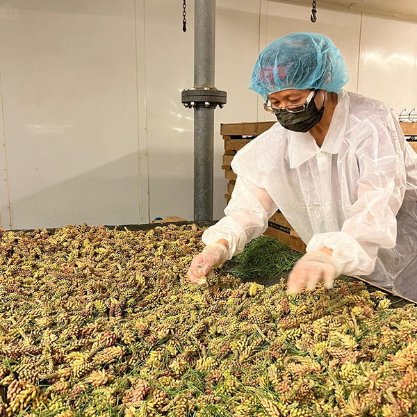 Controlled Drying IN GMP Facility
